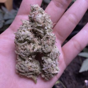 CBD 9–19% Hemp Flower (Photo)